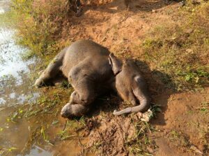तालाब में डूबने से शावक हाथी की मौत, वन विभाग सतर्कप्रारंभिक जांच में पानी में फिसलकर मौत की आशंका
